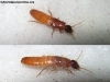 Reina termita?