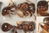 Tetramorium-Almaz�n