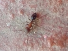 Camponotus?_1