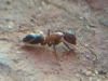 Camponotus?_3