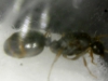 Ayudar a identificar