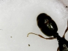 Ayudar a identificar