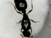 Ayudar a identificar