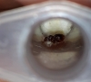 Hormiga Crematogaster?