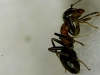 lasius?