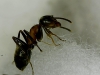 lasius2??