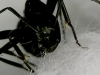 camponotus