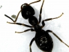 Posible Lasius Niger