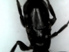 Reina sin identificar