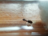 ayuda para identificar