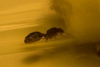 solenopsis invicta?