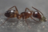 A identificar