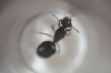 Reina crematogaster