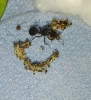 Acromyrmex 3