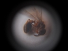 Myrmica4-alada?