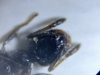 L.Humile?2