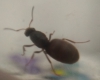 posible reina (detras)