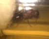 Ayuda a identificar