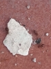 unid5