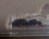 Posible Camponotus?