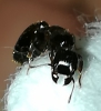 reina pheidole3