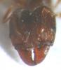 Pheidole de Pepito