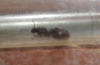 Reina identificar