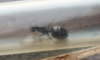 Reina identificar