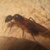 camponotus