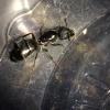 Posible Camponotus 1