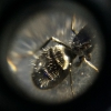 Posible Camponotus 2