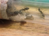 adopcion camponotus