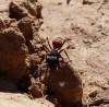 Camponotus cruentatus