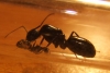 Camponotus aethiops?