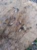 camponotus 1