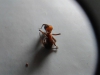Camponotus roja2