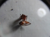 Camponotus roja4