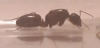 SP