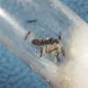 Identificar hormiga reina 3