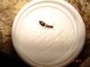 �crematogaster?