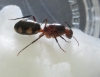 ayuda a identificar