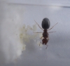 pheidole2 - gerson