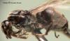 Formicinae