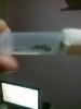 Camponotus sp.
