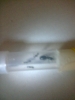 Camponotus sp.