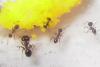 ��pheidole pallidula??
