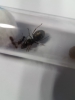 posible cinerea 5