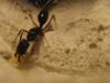 odontomachus