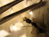 odontomachus