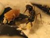 odontomachus